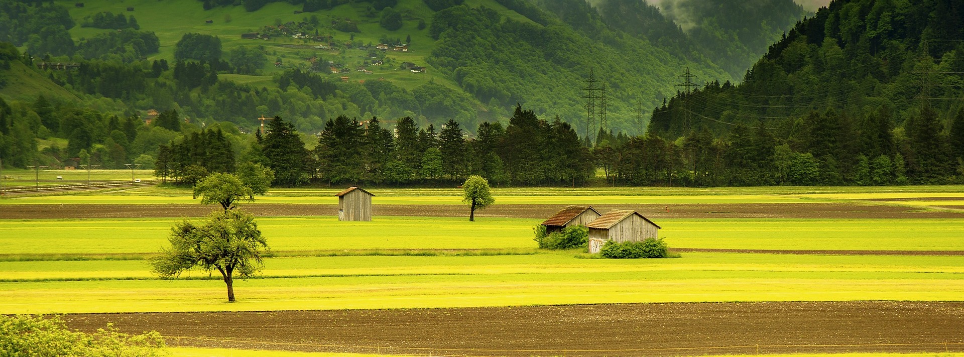 field landscape